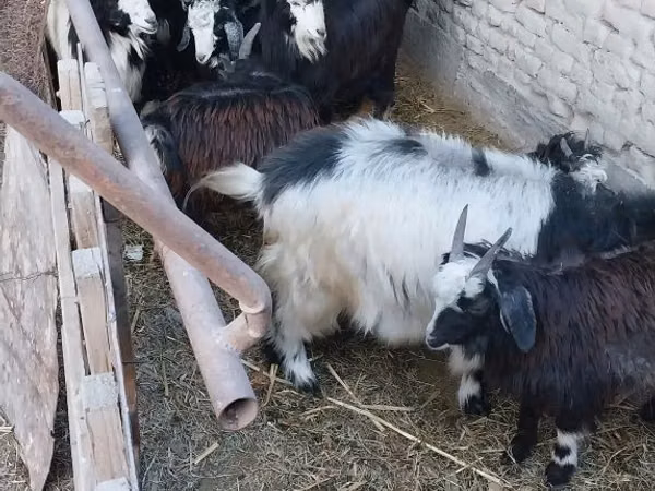 母山羊, Goats — 乌兹别克斯坦