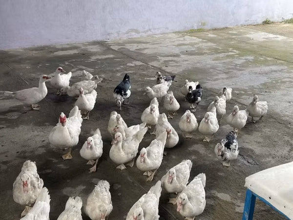 Ducks