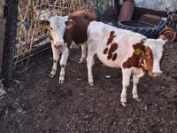 公牛, Simmental cattle — 照片 2