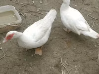 Ducks — الصورة 2