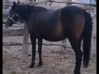 فرس, Kazakh horse — الصورة 5