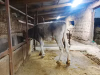 Bulle, Swiss cattle — Foto 7