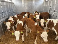 Bulle, Simmental cattle — Foto 1
