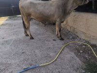 母牛, Swiss cattle — 照片 3