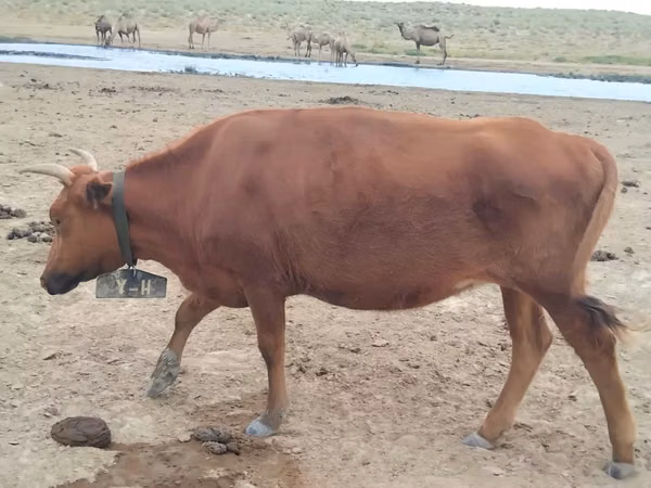 गाय, Latvian Blue cattle — कज़ाखस्तान