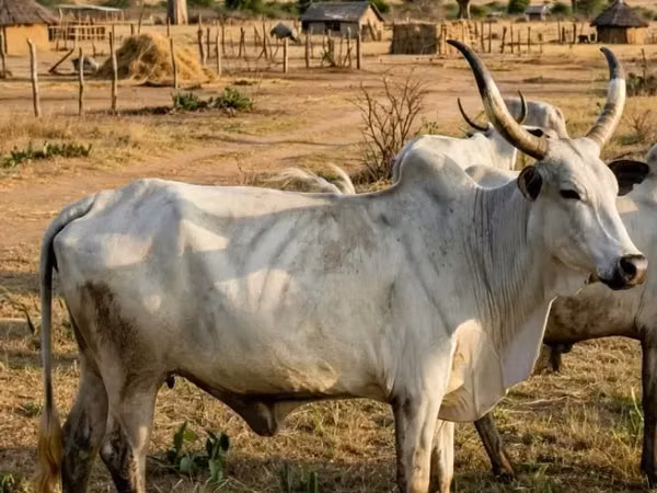 母牛, Brahman