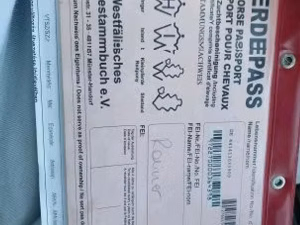 Hengst, Pferde