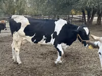 Kuh, Holstein-Rasse — Foto 4