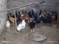 Chickens — फ़ोटो 1