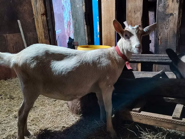 Ziege, Alpine goat — Kasachstan