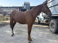 Horse (M), Horses — photo 2