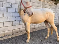 فرس, Akhal-Teke — الصورة 3