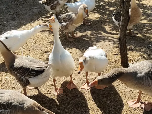 Geese — Kirgisistan