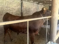 公牛, Cattle — 照片 2