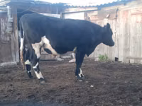 公牛, Russian Black pied cattle — 照片 2