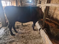 Bulle, Aberdeen-Angus — Foto 1