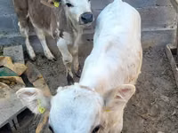 Toro, Swiss cattle — foto 6