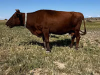गाय, Latvian Blue cattle — फ़ोटो 4