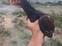 Chickens — foto 1