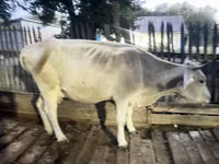 गाय, Latvian Blue cattle — फ़ोटो 1