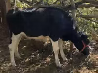 Vaca, Russian Black pied cattle — foto 1