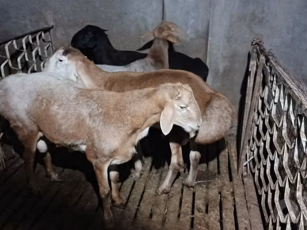 Widder, Schafe — Usbekistan