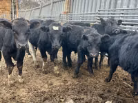 公牛, Aberdeen-Angus — 照片 1