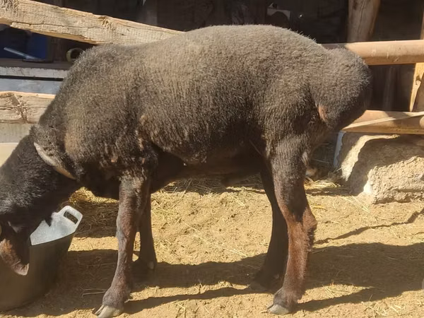 Widder, Blackheaded Persian sheep