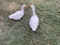 Geese — Foto 4