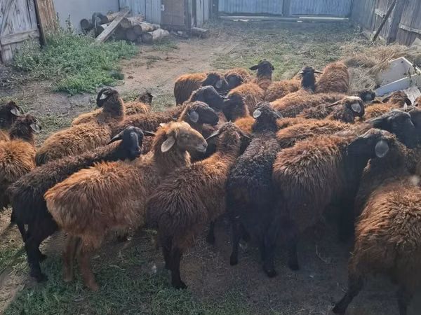 كبش, Edilbay sheep — كازاخستان