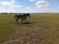 घोड़ी, Kinsky horse — फ़ोटो 4