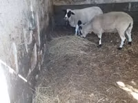 Widder, Dorper sheep — Foto 3