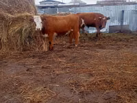 गाय, Simmental cattle — फ़ोटो 1