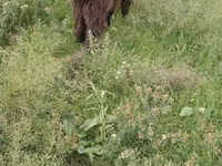 山羊（批次，未指定性别）, Goats — 照片 2