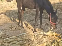 Caballos (lote, sexo no especificado), Caballos — foto 2