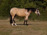 Toychoq, Quarter Horse — 1-rasm