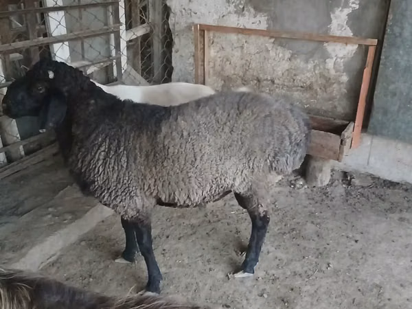 Carnero, Ovejas — Kazajistán