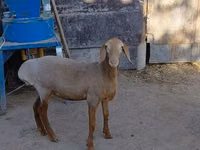 Қой, Arashan sheep — 4-сурет