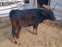 Vaca, Ganado vacuno — foto 3