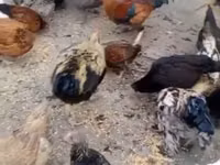 Chickens — الصورة 3
