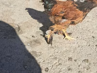 Brahma — Foto 1