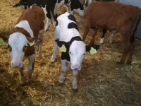 Bovinos (lote, sexo no especificado), Simmental cattle — foto 2