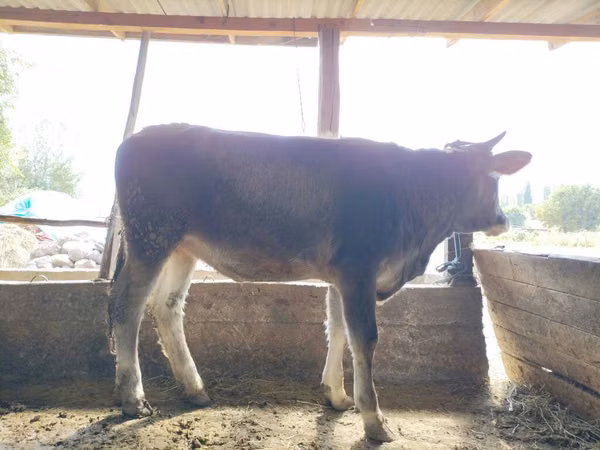 Vaca, Raza Holstein