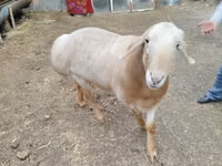 Ram, Arashan sheep — photo 4