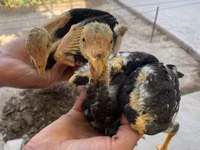Chickens — Foto 1