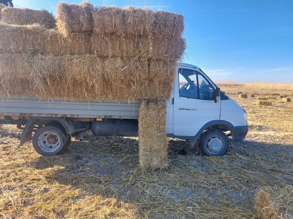 Сабан прес бар үйдің төбесін жабуға, малға . Жеткізу тегін