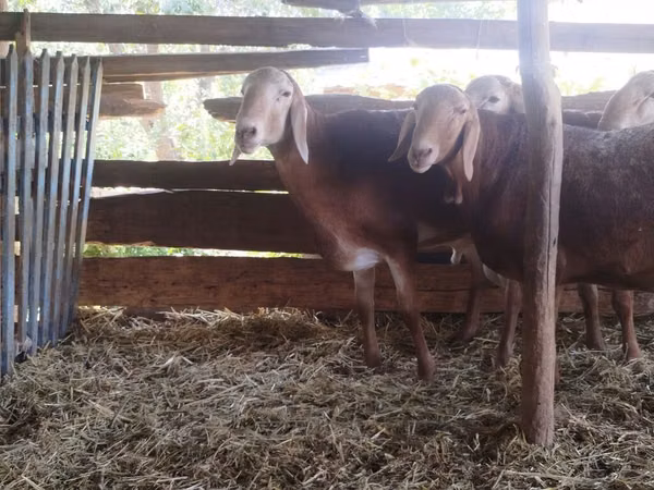 Carnero, Arashan sheep — Kirguistán