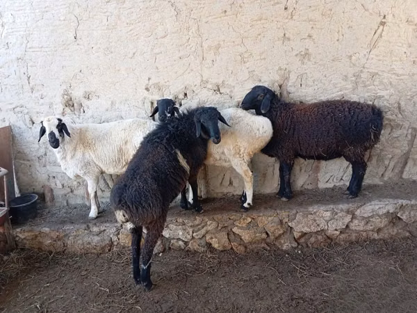 كبش, الأغنام — أوزبكستان