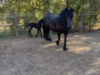 Stute, Friesian — Foto 6