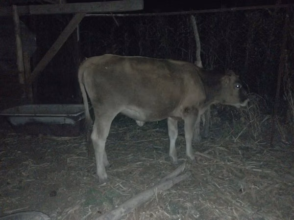 गाय, मवेशी — किर्गिज़स्तान
